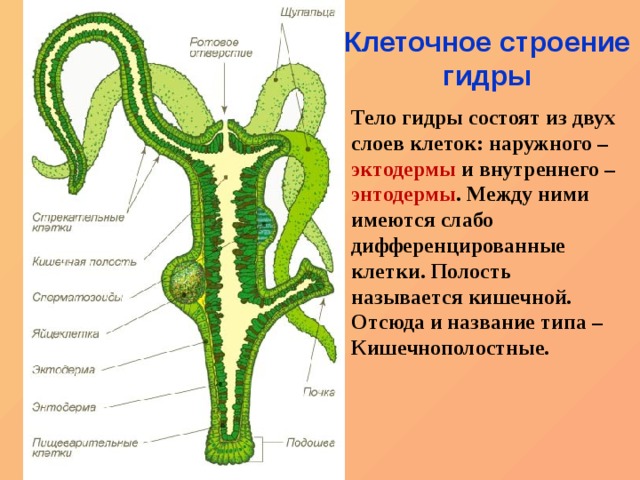 Кракен 18 вход